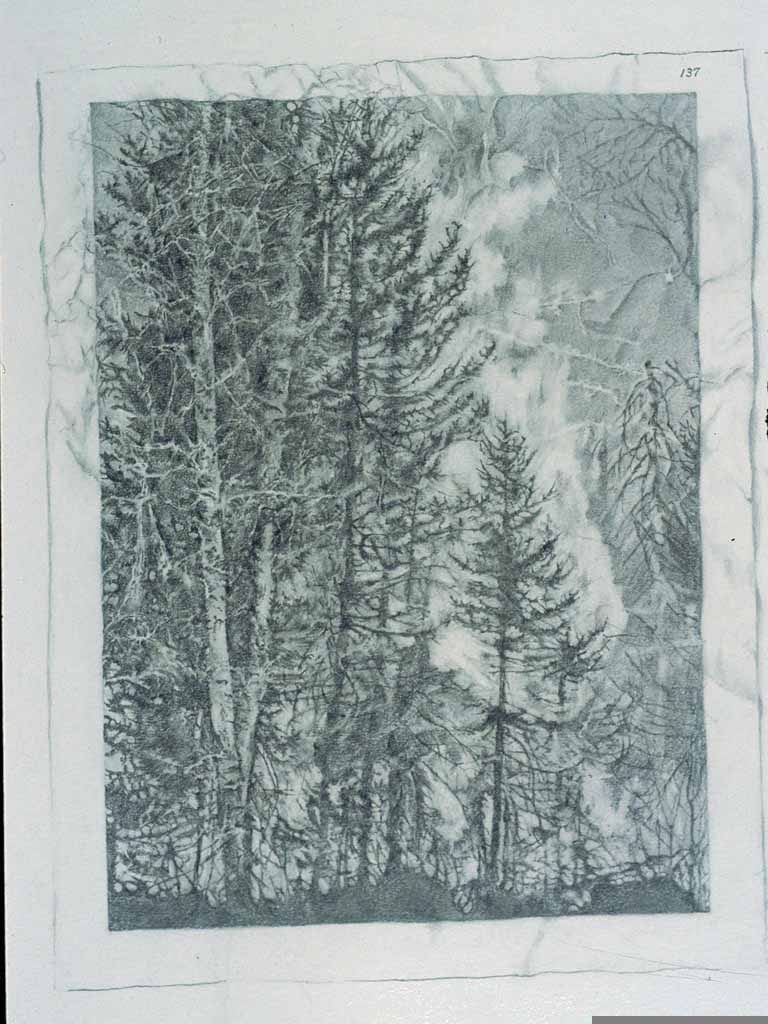 Forest Fire - drawing by Penny McCarthy