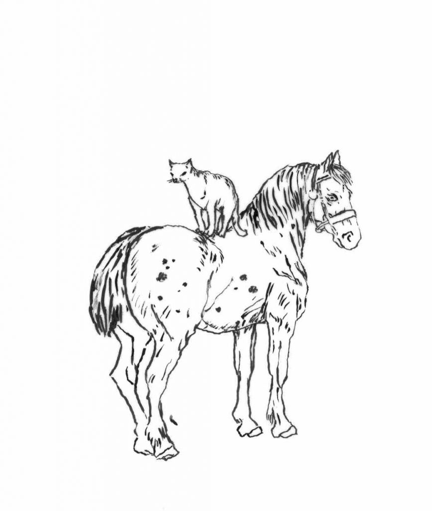 Cat on Horse - drawing by Penny McCarthy